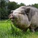 Как определить примерный вес свиньи без весов Какой вес поросенка в 3 месяца