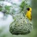 Как птицы вьют свои гнезда