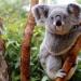 Где живет коала, как выглядит, чем питается?