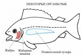 Пищеварительная и гидростатическая системы рыб Формирование плавательного пузыря